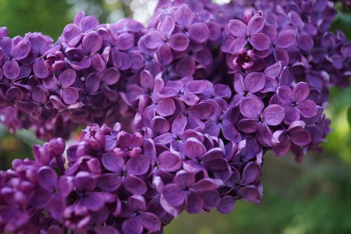 lilac  purple  strong