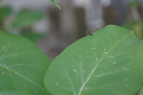 lilac  insect  fly