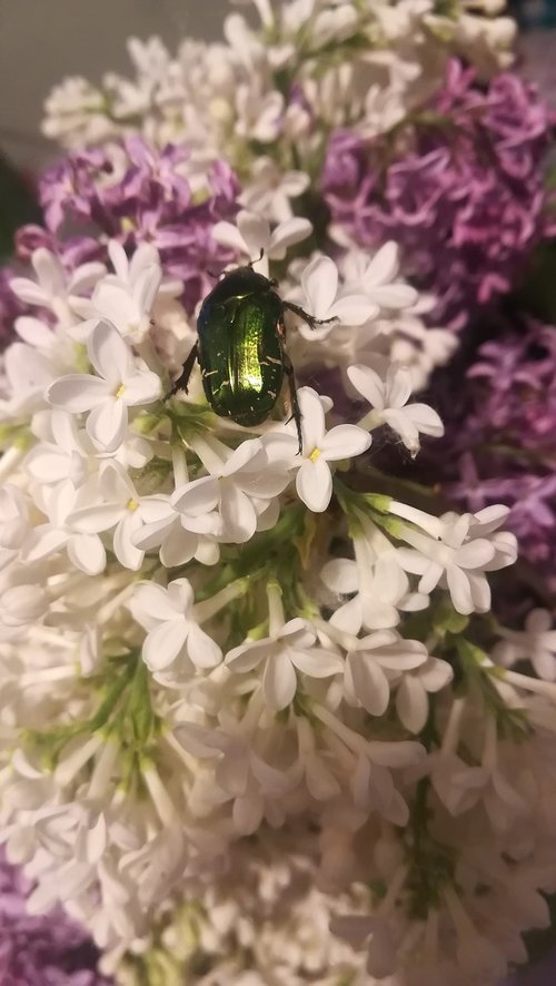 lilac  beetle  spring