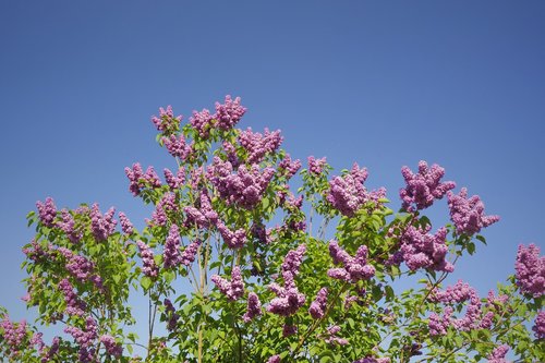 lilac  purple  blossom