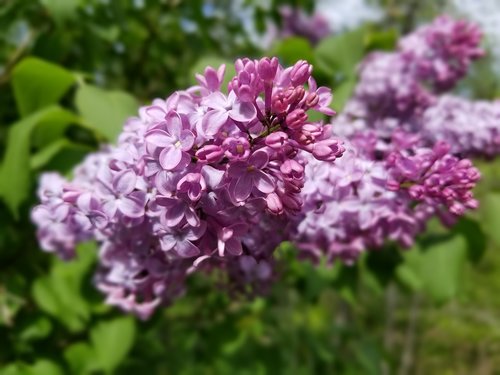 lilac  lilac bush  flowers