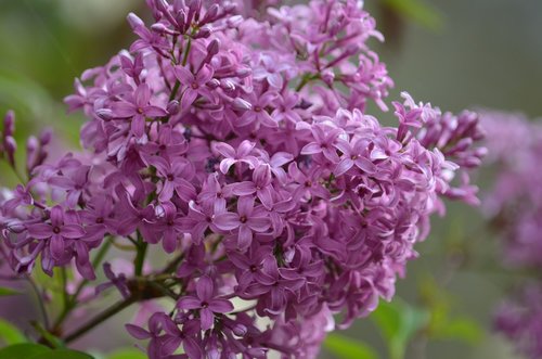 lilac  purple  spring