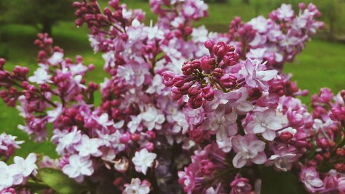 lilac  flowers  summer