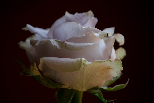 lilac  colour  rose