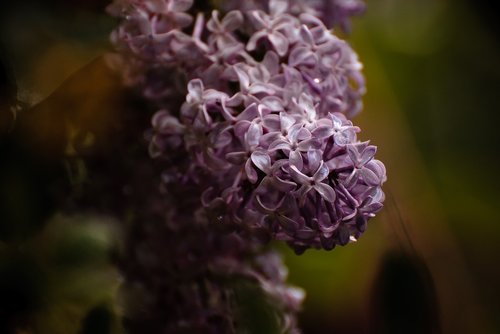 lilac  rain  flowers