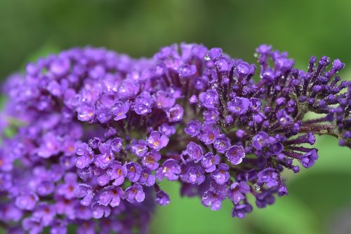 lilac  close up  nature