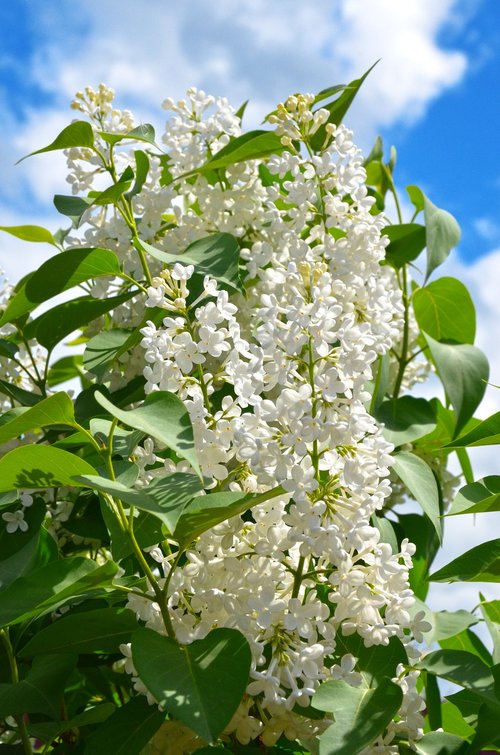 lilac  flowers  white lilac