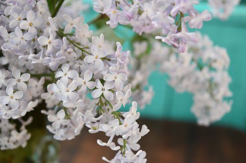 lilac  bloom  flowers