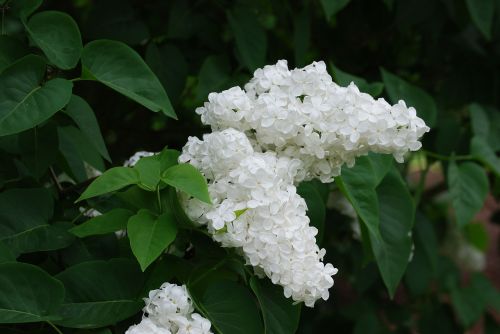 lilac blossom spring