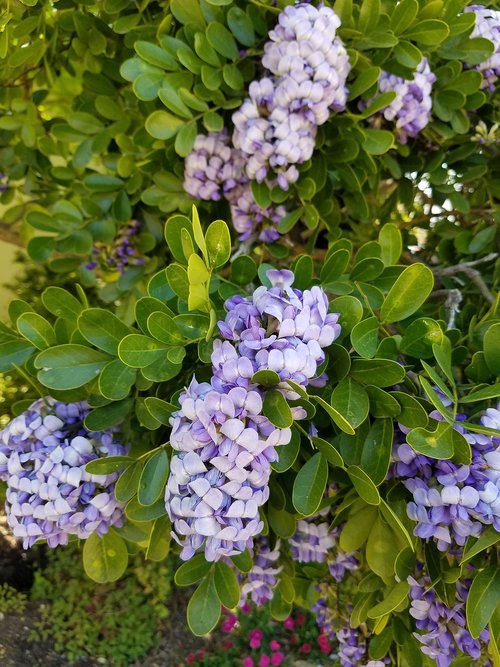 lilac  shrub  bush