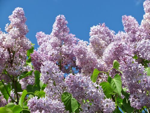lilac colors blossom