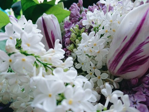 lilac  flowers  spring