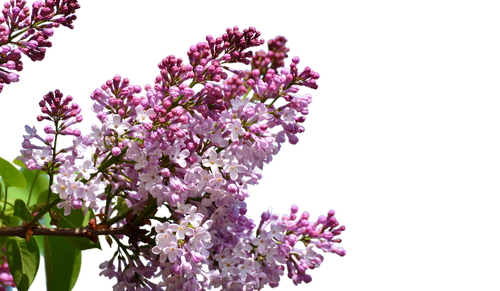 lilac  isolated  flowers