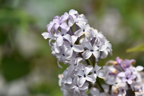 lilac  flowers  lilac blossom fragrance
