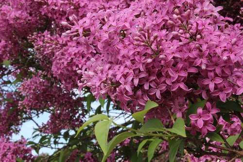 lilac  pink  blossom