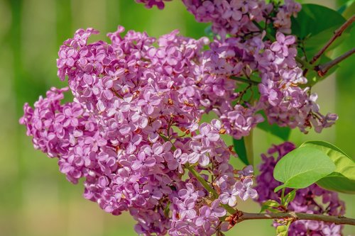 lilac  oleaceae  blossom