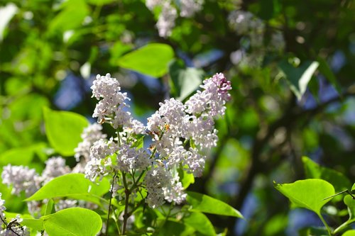 lilac  mov  flower