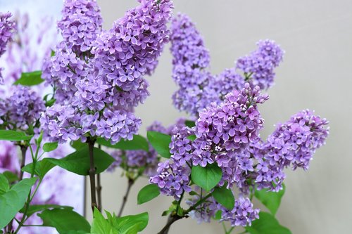 lilac  spring  flowers
