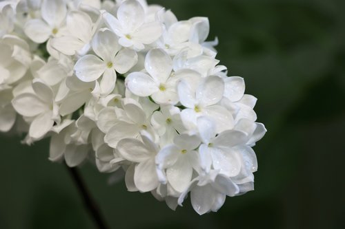 lilac  white  spring