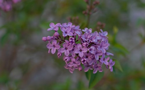 lilac  spring  purple
