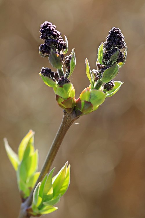 lilac  bud  plant