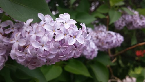 lilac  filter  flowers