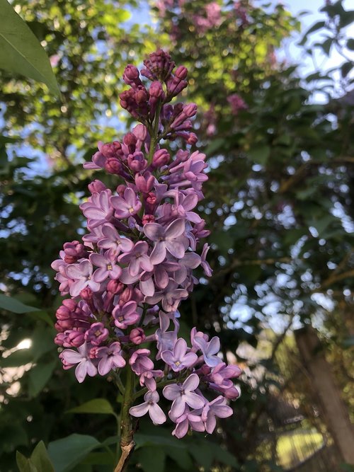 lilac  syringa  spring