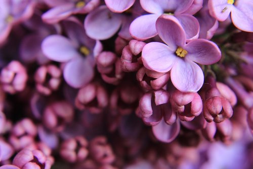 lilac  close up  purple