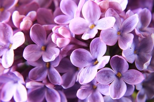 lilac  close up  purple