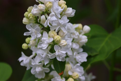 lilac  syringa  blossom