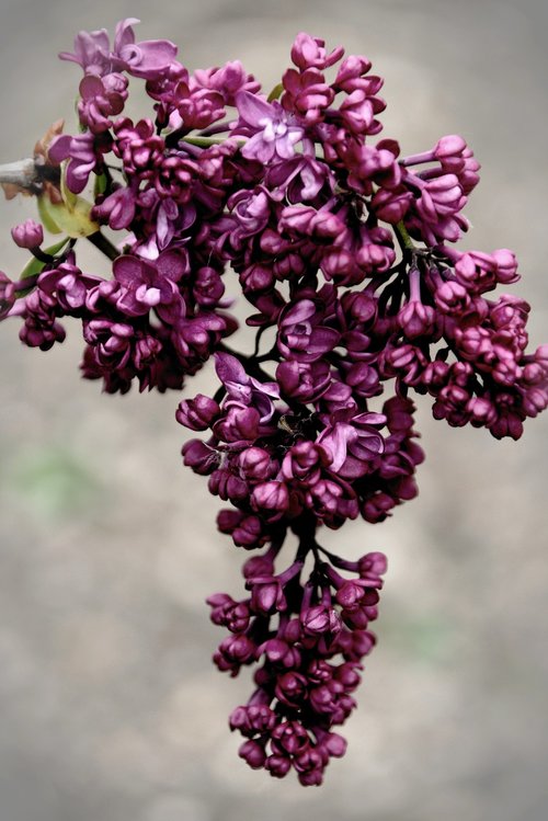 lilac  lilac tree  fliederblueten