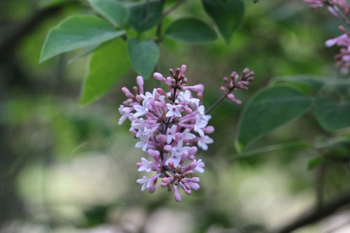 lilac  shrub  flower