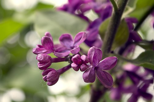 lilac  purple  nature