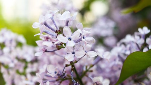 lilac  can water the flowers  spring