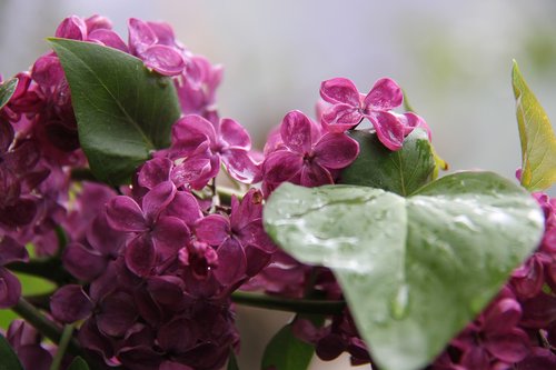 lilac  rain  spring