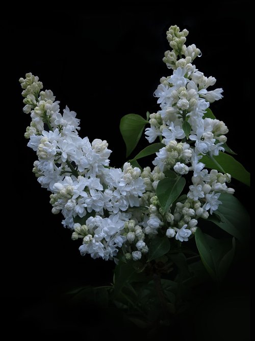 lilac  white lilac  flowers