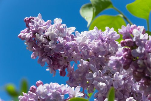 lilac  purple  flowers