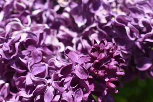 lilac  flowers  nature