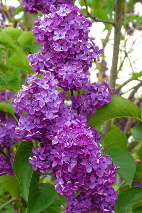 lilac  blossom  flowers