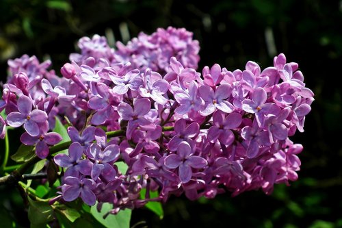 lilac  flowers  tree