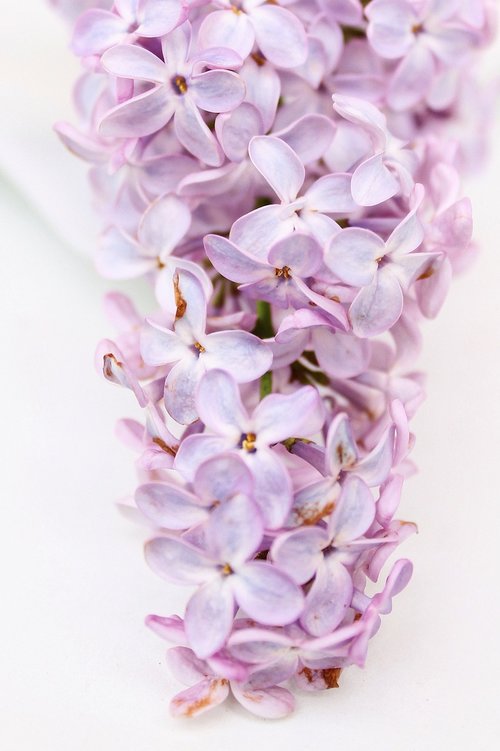 lilac  purple  violet