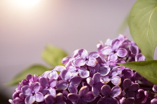 lilac  flowers  fliederblueten