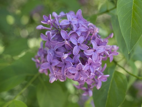 lilac  spring  garden