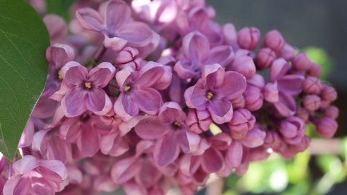 lilac  aroma  flowers