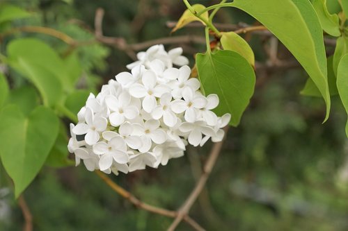lilac  white  tree