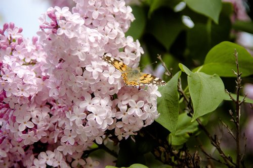 lilac  butterfly  summer