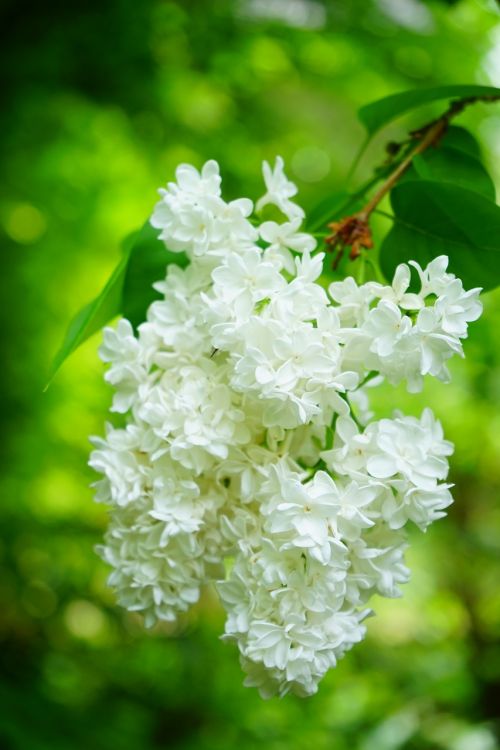 lilac flowers white