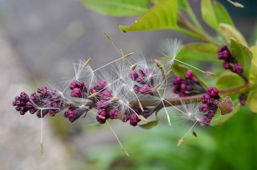 lilac dandelion seeds