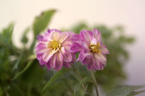 lilac floral plant