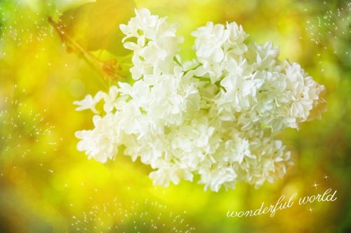 lilac white blossom